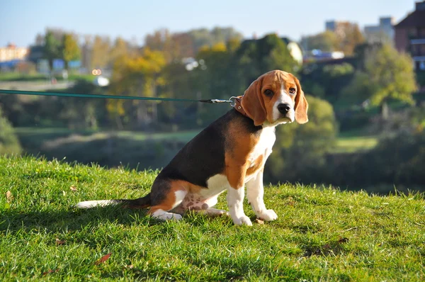 Beagle köpek yüksek bir tepe üzerinde oturur ve mesafe içine görünüyor hayal