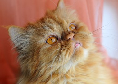 Kızgın kedi. Pembe perdeler üzerinde kırmızı kedi