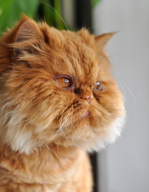 Komik kırmızı kedi pencereden dışarı bakarak damat