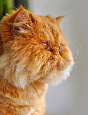 Komik kırmızı kedi pencereden dışarı bakarak damat