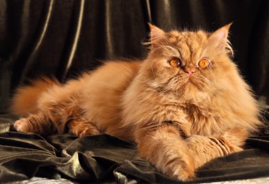 Cute red Persian cat portrait with big orange eyes clipart