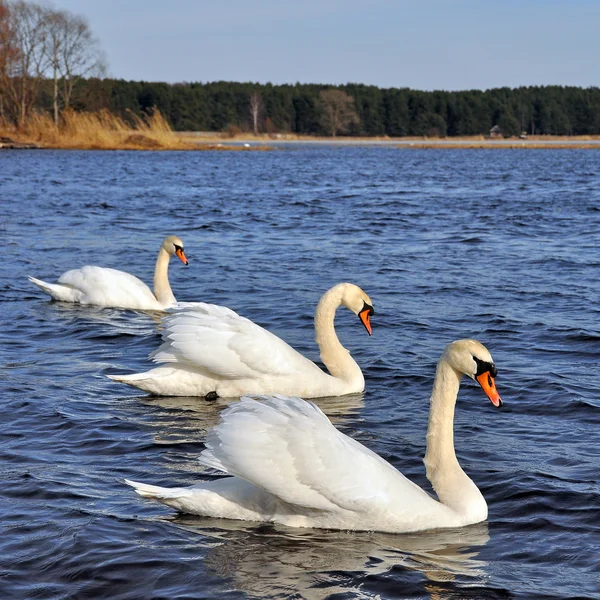 Białe łabędzie — Zdjęcie stockowe