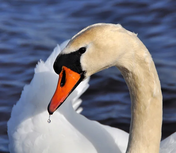 White Swan portrait — Stock Photo, Image