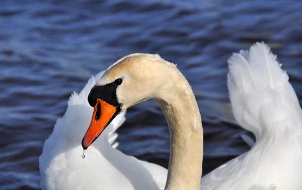 Porträt eines weißen Schwans — Stockfoto