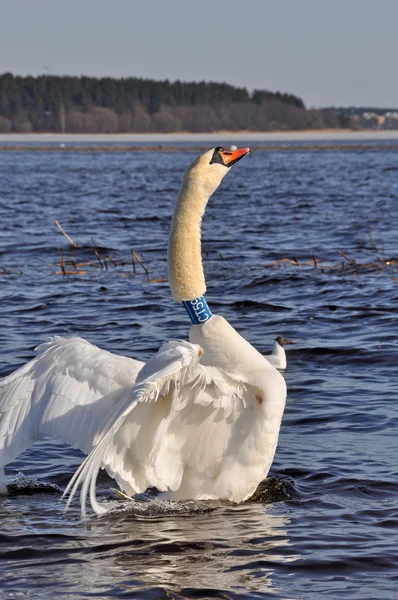 Swan flaxar med vingarna i vattnet — Stockfoto