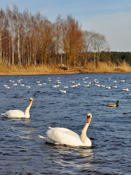 Cisnes y gaviotas — Foto de Stock