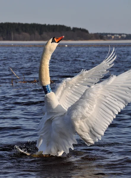 Swan flaxar med vingarna i vattnet — Stockfoto