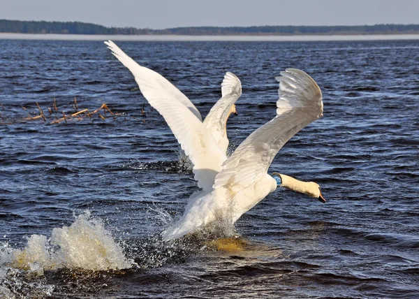 Swan flyger på vattnet — Stockfoto