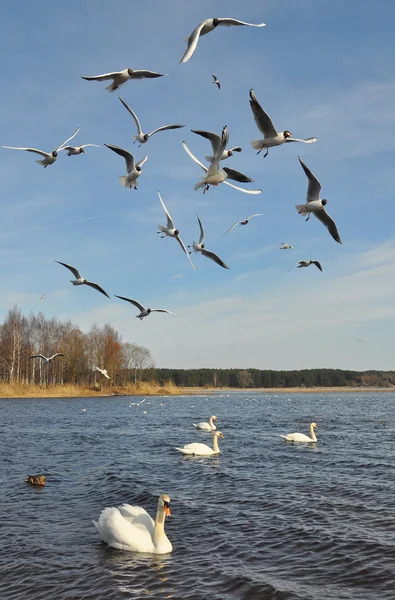 Cisnes y gaviotas — Foto de Stock