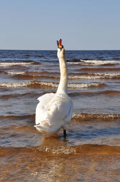 Bílá Labuť, plavání na moři — Stock fotografie