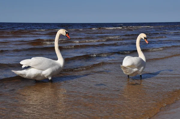 Pareja de cisnes blancos en el mar Báltico — Foto de Stock