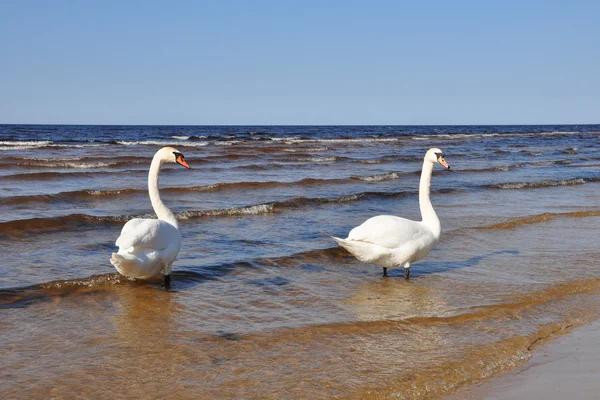 Para białych łabędzi na Bałtyku — Zdjęcie stockowe