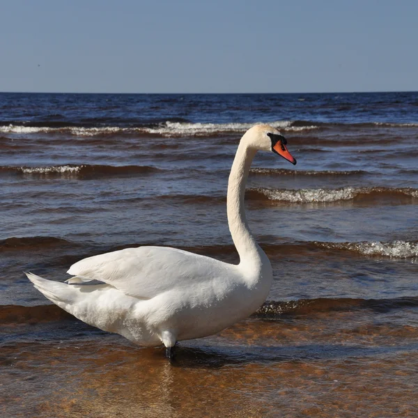 Cisne blanco nadando en el mar — Foto de Stock