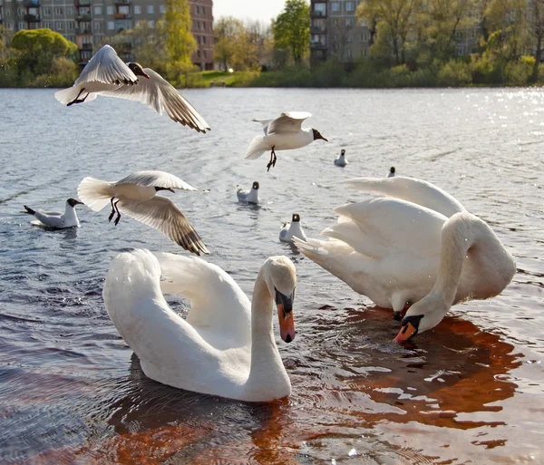 Cisnes y gaviotas — Foto de Stock