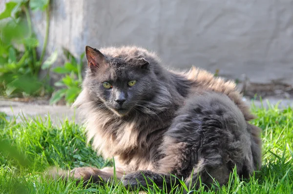 Grijze kat na een gevecht — Stockfoto