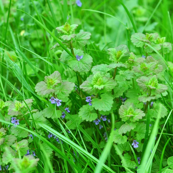 Paarse doden-brandnetel — Stockfoto