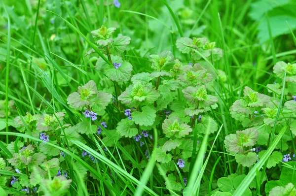 Ortica morta viola — Foto Stock