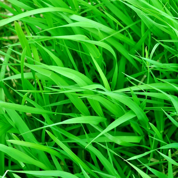 Nieuwe groene gras — Stockfoto