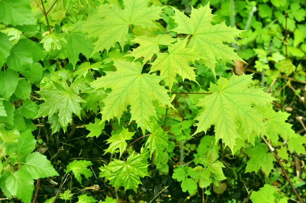 Groene bladeren van esdoorn — Stockfoto