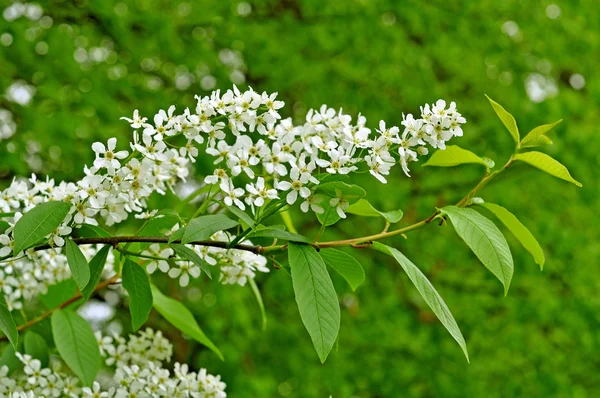 Aliso flores de espino cerval —  Fotos de Stock