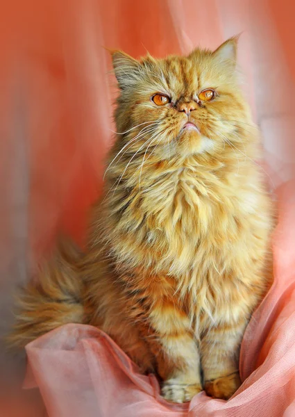 Angry cat. Red cat on a pink background curtains — Stock Photo, Image