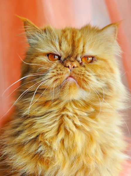 Chat en colère. Chat rouge sur un fond rose rideaux — Photo