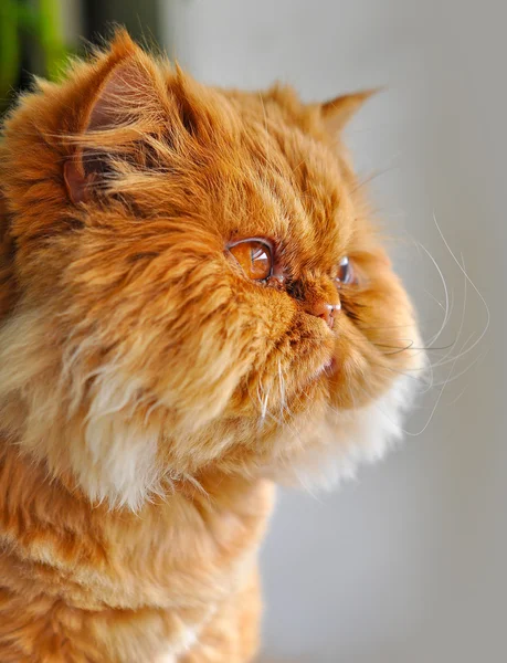 Смішний доглянутий червоний кіт, що дивиться у вікно — стокове фото