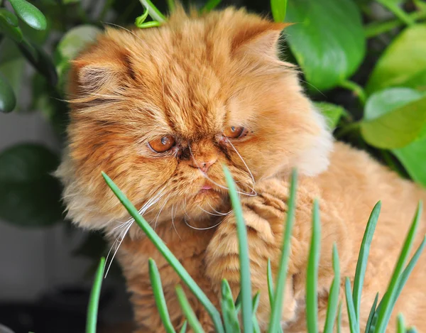 Divertente gatto rosso e cipolla — Foto Stock