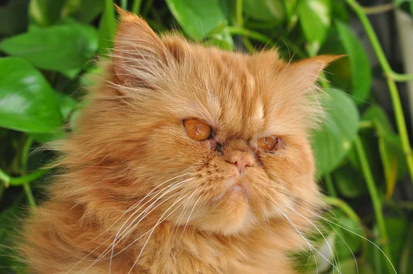 Chat rouge en colère regardant par la fenêtre — Photo