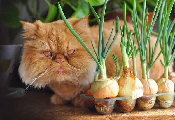 Gracioso gato rojo y cebolla — Foto de Stock