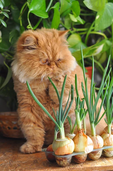 Gracioso gato rojo y cebolla — Foto de Stock