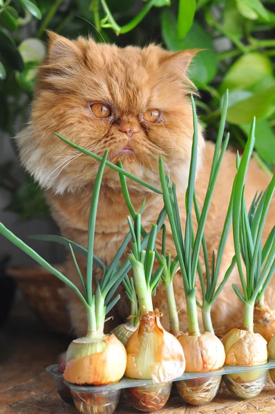 Gracioso gato rojo y cebolla — Foto de Stock