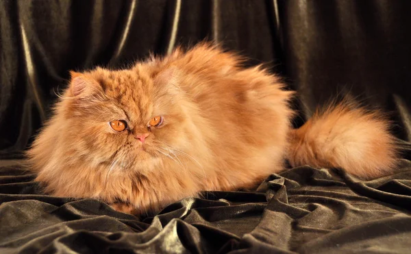 Милый красный персидский портрет кошки с большими оранжевыми глазами — стоковое фото
