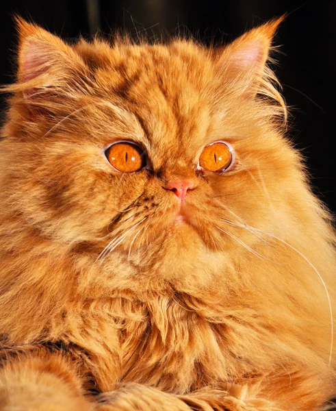 Cute red Persian cat portrait with big orange eyes — Stock Photo, Image