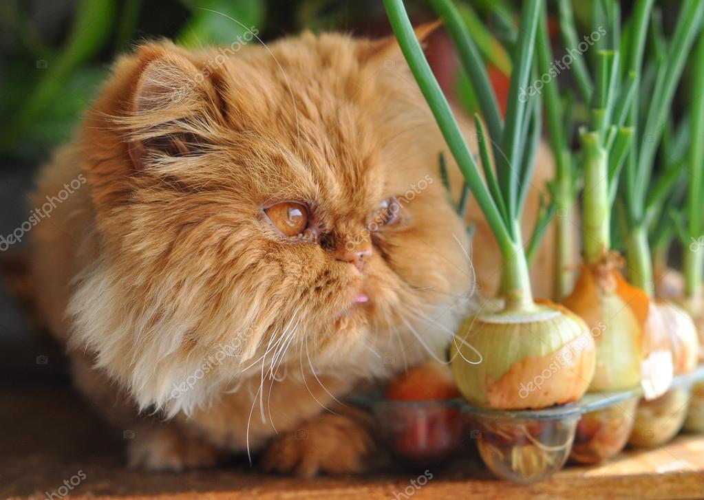 Funny red cat and onion Stock Photo by ©zannaholstova 66059133