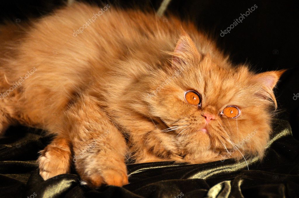 persian cat orange eyes