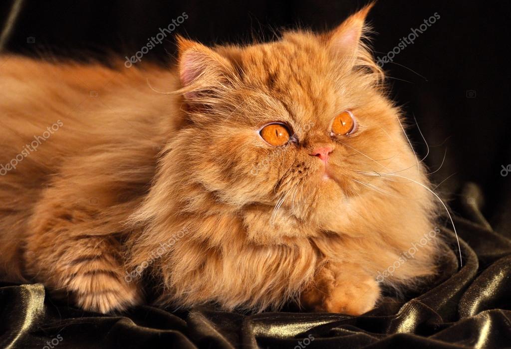 persian cat orange eyes