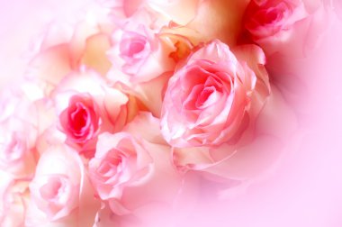 Büyük parlak beyaz-pembe gül buketi