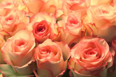 Large bright bouquet of white-pink roses