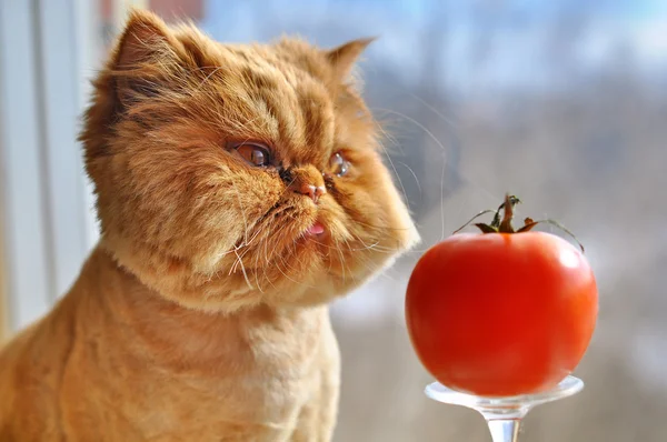 Chat drôle et tomate rouge — Photo