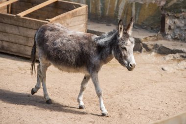 Ahşap bir çiftlikte duran gri bir eşek. Evcil çiftlik hayvanı..