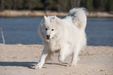 Baltık Denizi 'nde tüylü beyaz köpek Samoyed.