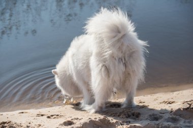 Baltık Denizi 'nde tüylü beyaz köpek Samoyed.
