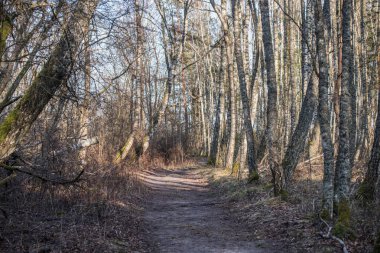 Çam ağaçlarıyla çevrili Korunmasız Ağaç Kökleri ile Orman Yolu. Letonya