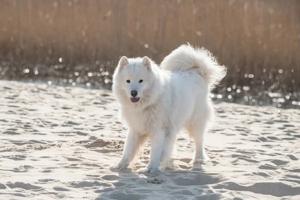 Baltık Denizi 'nde tüylü beyaz köpek Samoyed.