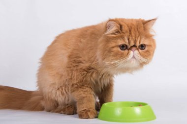 Kızıl kedi bir kaseden kuru yiyecek yer. İran egzotik uzun saçlı kedisi beyaz arka planda.