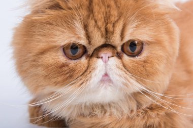 Beyaz arka planda İranlı Egzotik Uzun Saçlı Kedi portresi var..