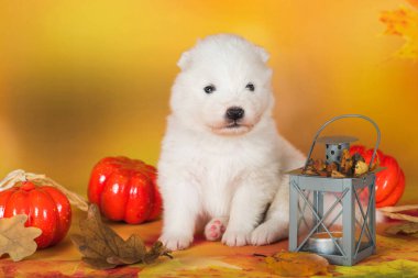 Samoyed beyaz köpek sonbahar yapraklarında balkabağıyla yatıyor. Cadılar Bayramı.