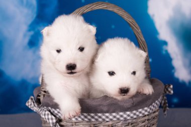 Mavi arka planda iki beyaz tüylü küçük Samoyed köpek yavrusu var..