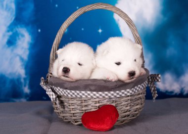 Mavi arka planda iki beyaz tüylü küçük Samoyed köpek yavrusu var..